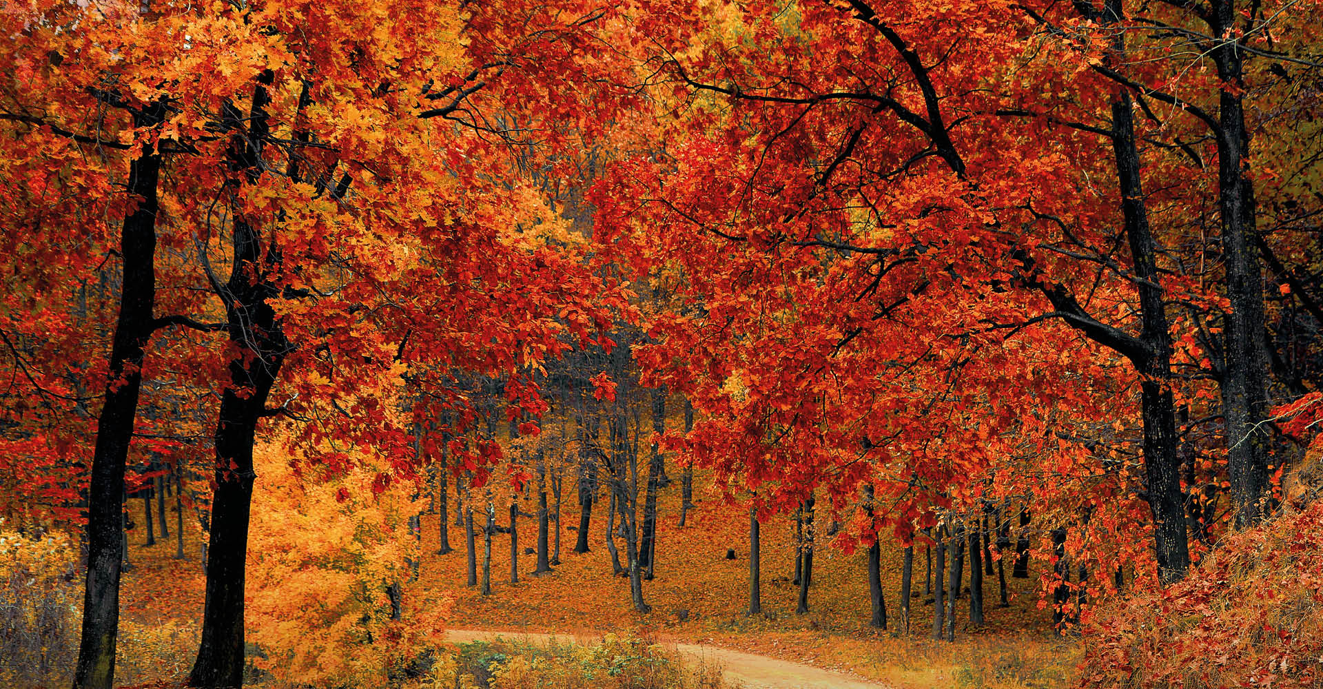 Immagine di un bosco in autunno con foglie che variano dal colore giallo al rosso.